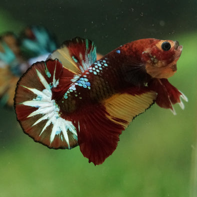 Multicolor/Galaxy Koi Plakat -16 weeks Old