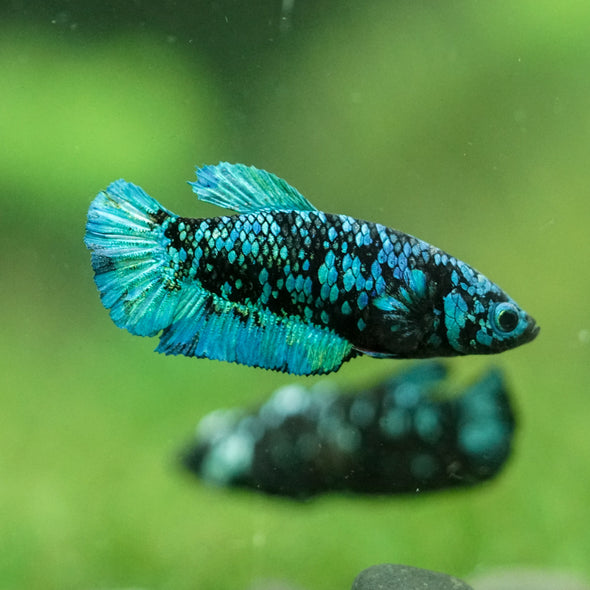 Black Galaxy Koi Plakat (Avatar) - Female- 13 Weeks Old