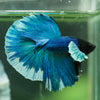 Dumbo Halfmoon - 11 weeks old