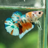 Multicolor/Galaxy Koi Plakat -16 weeks Old