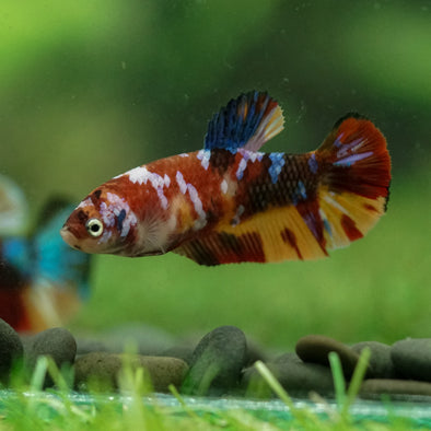 Multicolor/ Galaxy Koi Plakat- Female- 13 Weeks Old