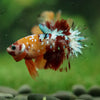 Multicolor/Galaxy Koi Plakat -16 weeks Old