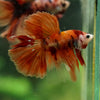 Galaxy/Candy Koi Halfmoon - 14 weeks old