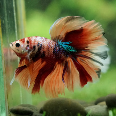 Galaxy/Candy Koi Halfmoon - 14 weeks old
