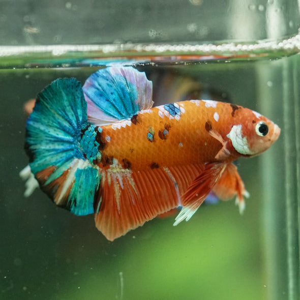 Multicolor/Galaxy Koi Plakat -16 weeks Old