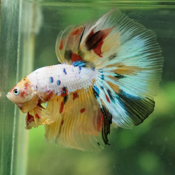 Galaxy/Candy Koi Halfmoon - 13 weeks old