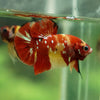 Multicolor/Galaxy Koi Plakat -13 weeks Old