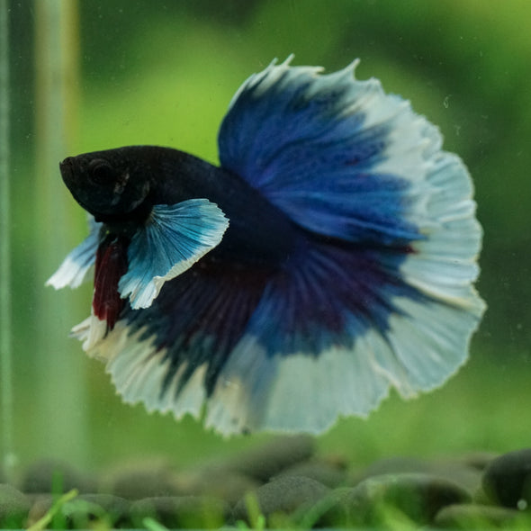 Dumbo Halfmoon - 14 weeks old