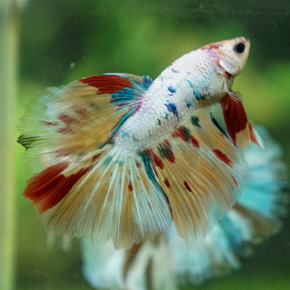 Galaxy/Candy Koi Halfmoon - 13 weeks old