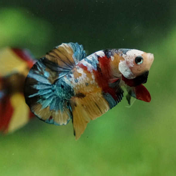 Multicolor/Galaxy Koi Plakat -13 weeks Old