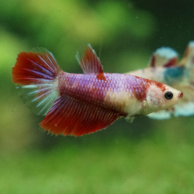 Multicolor/ Galaxy Koi Halfmoon - Female- 13 Weeks Old