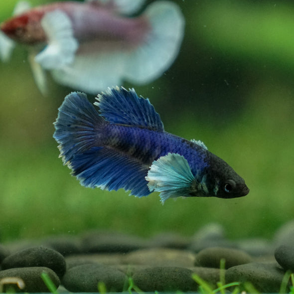 Dumbo Halfmoon - Female