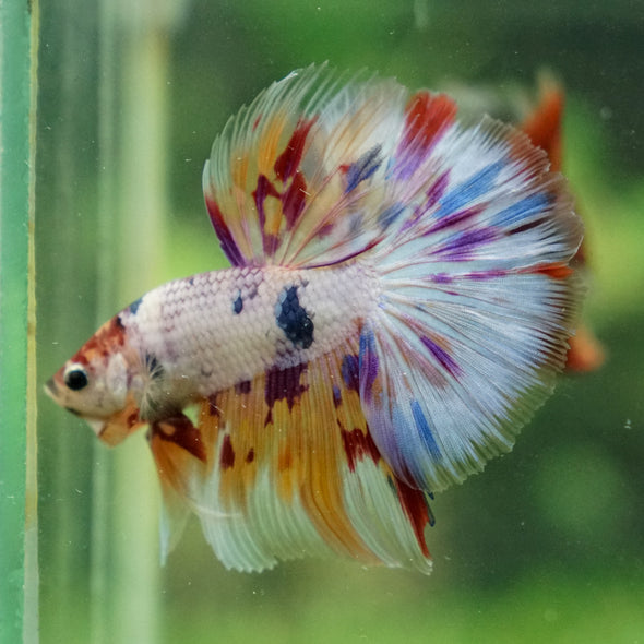 Galaxy/Candy Koi Halfmoon - 13 weeks old