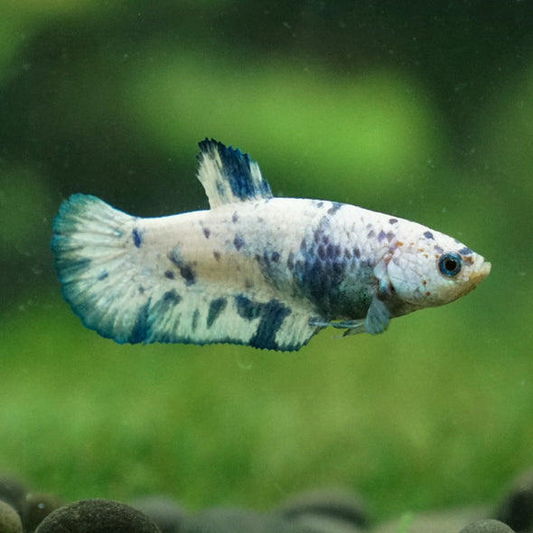 Blue/Green Dalmatian Plakat- Female