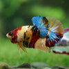 Multicolor/Galaxy Koi Plakat -16 weeks Old