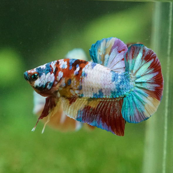 Multicolor/Galaxy Koi Plakat -13 weeks Old