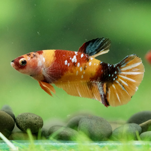 Multicolor/ Galaxy Koi Plakat- Female- 13 Weeks Old