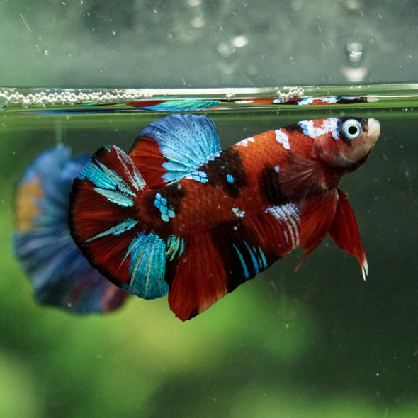 Multicolor/Galaxy Koi Plakat -16 weeks Old