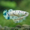 Blue/Green Dalmatian Plakat- Female