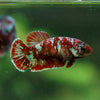 Multicolor/ Galaxy Koi Plakat - Female- 13 Weeks Old