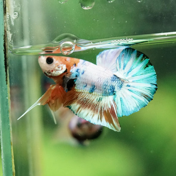 Multicolor/Galaxy Koi Plakat -10 weeks Old