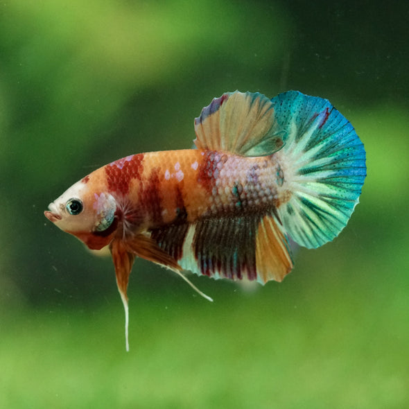 Multicolor/Galaxy Koi Plakat -11 weeks Old