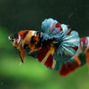 Multicolor/Galaxy Koi Plakat -16 weeks Old