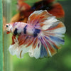 Galaxy/Candy Koi Halfmoon - 14 weeks old