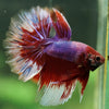 Galaxy/Candy Koi Halfmoon - 14 weeks old