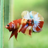 Multicolor/Galaxy Koi Plakat -16 weeks Old