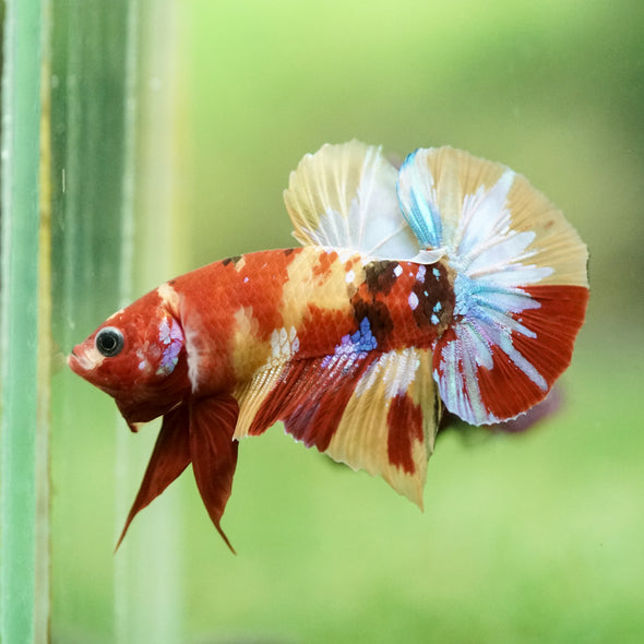 Multicolor/Galaxy Koi Plakat -16 weeks Old