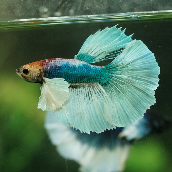 Dumbo Halfmoon - 11 weeks old
