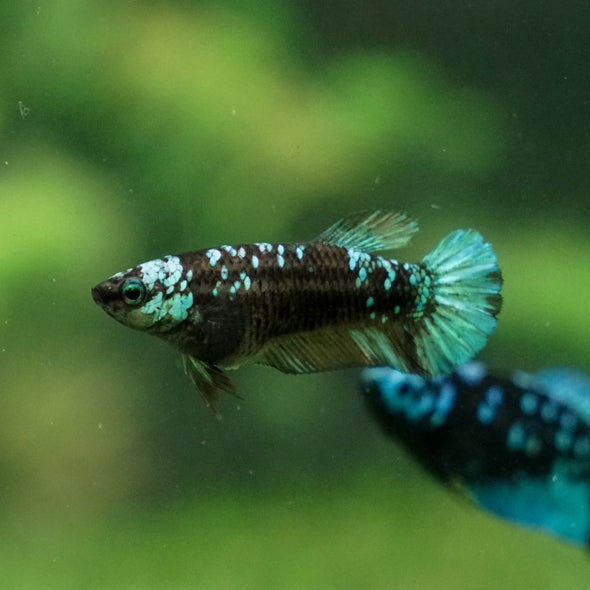 Multicolor/ Galaxy Koi Plakat - Female- 13 Weeks Old