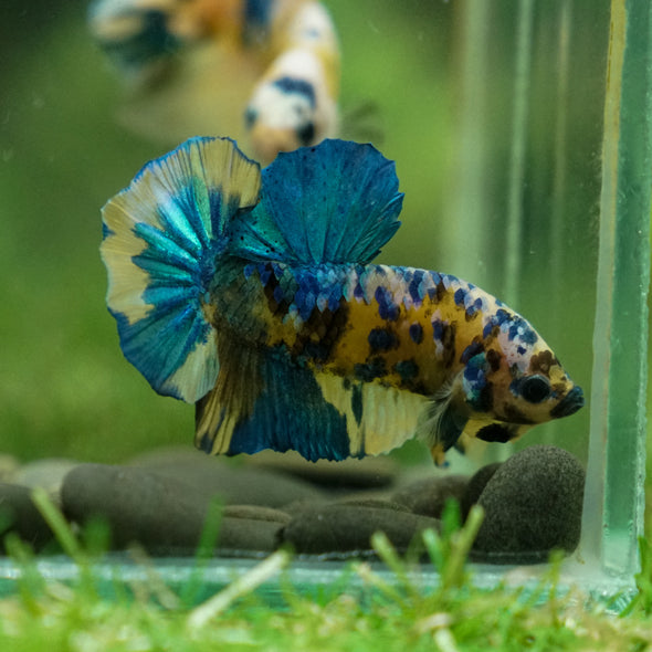 Multicolor/Galaxy Koi Plakat -13 weeks Old