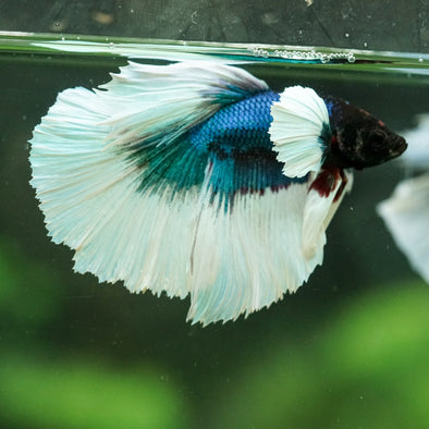 Dumbo Halfmoon - 12 weeks old