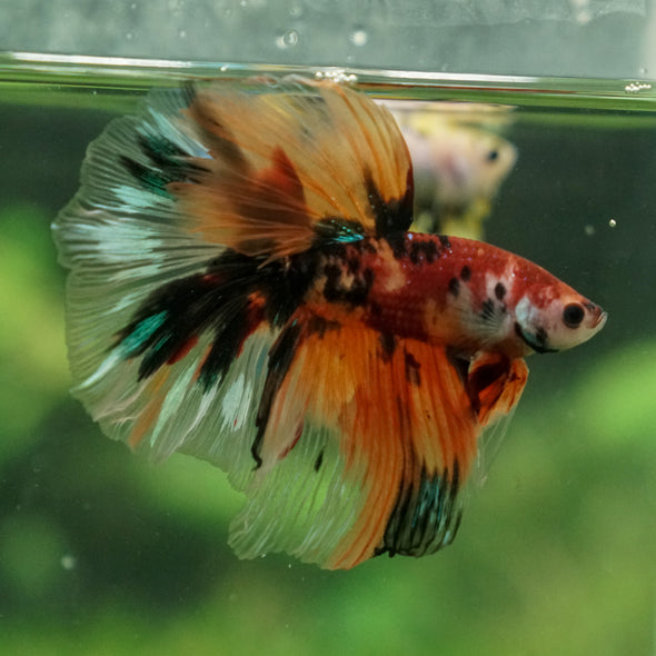 Galaxy/Candy Koi Halfmoon - 13 weeks old