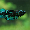 Black Galaxy Koi Plakat (Avatar) - Female- 13 Weeks Old