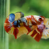 Multicolor/Galaxy Koi Plakat -16 weeks Old