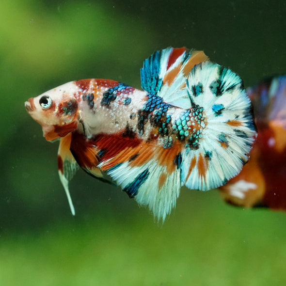 Multicolor/Galaxy Koi Plakat -16 weeks Old