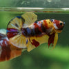 Multicolor/Galaxy Koi Plakat -13 weeks Old