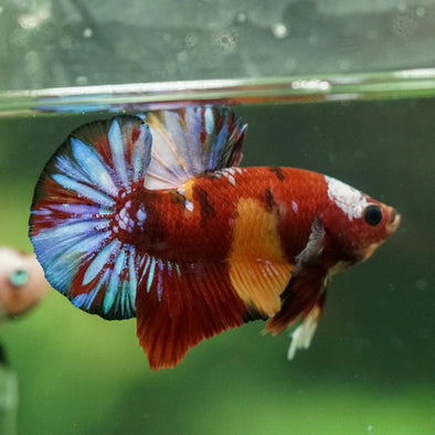Multicolor/Galaxy Koi Plakat -16 weeks Old