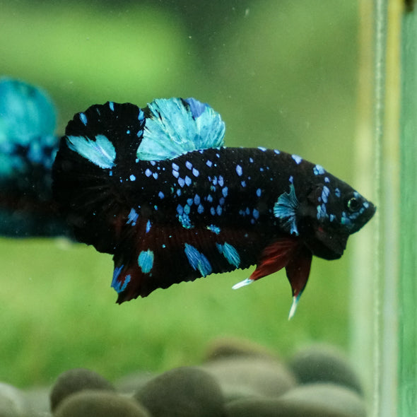 Black Koi Galaxy Plakat (Avatar) -13 weeks Old