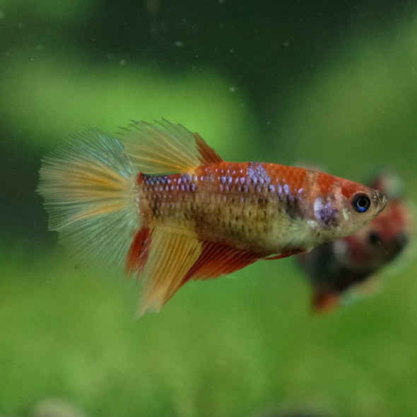 Multicolor/ Galaxy Koi Halfmoon- Female- 13 Weeks Old