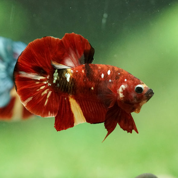 Multicolor/Galaxy Koi Plakat -16 weeks Old