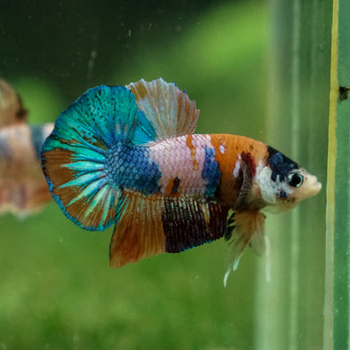 Multicolor/Galaxy Koi Plakat -13 weeks Old