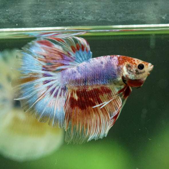 Galaxy/Candy Koi Halfmoon - 11 weeks old