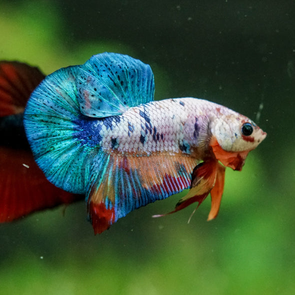 Multicolor/Galaxy Koi Plakat -16 weeks Old