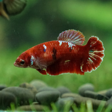 Multicolor/ Galaxy Koi Plakat- Female- 13 Weeks Old