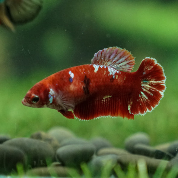 Multicolor/ Galaxy Koi Plakat- Female- 13 Weeks Old