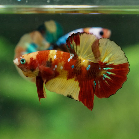 Multicolor/Galaxy Koi Plakat -13 weeks Old